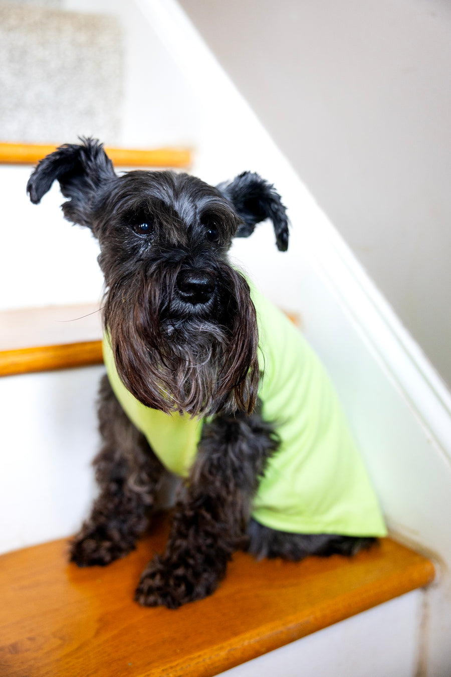 Summer Dog Shirt for Girl | Floral Design Outfit for Pet
