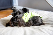 Summer Dog Shirt for Girl | Floral Design Outfit for Pet