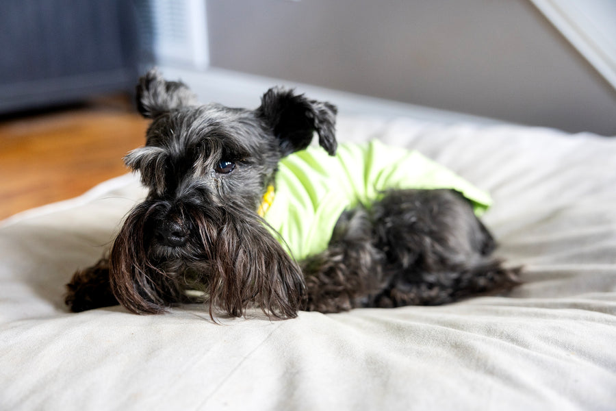 Summer Dog Shirt for Girl | Floral Design Outfit for Pet
