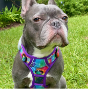 full size french bulldog with dog harness, front side