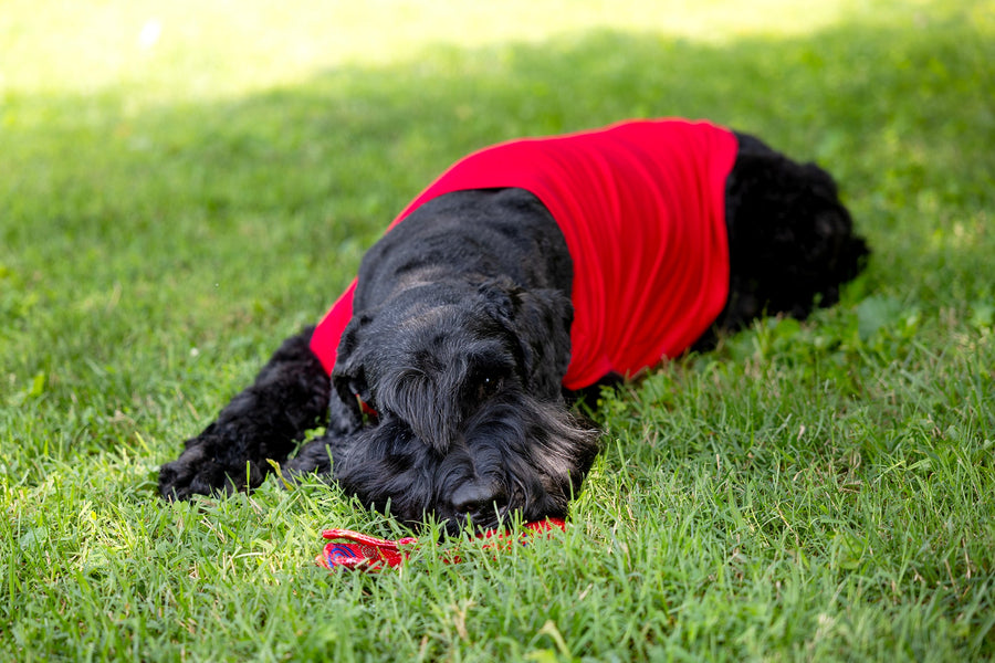 comfortable red tee for dogs or cats