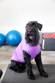 pet shirt in purple