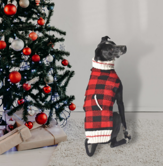 Large Dog in Christmas sweater beside Christmas tree, showing fit.