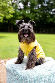 Yellow dog t for small dog, sitting position showing left side