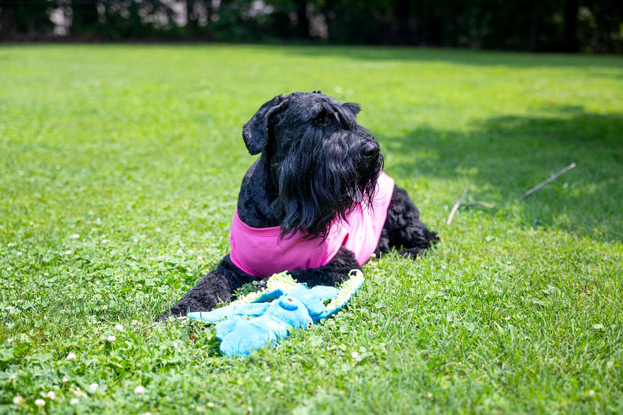 Blank Pet Shirt in Pink for Girls