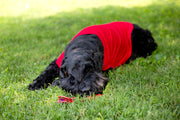 Colorful Dog T Shirt with Humor