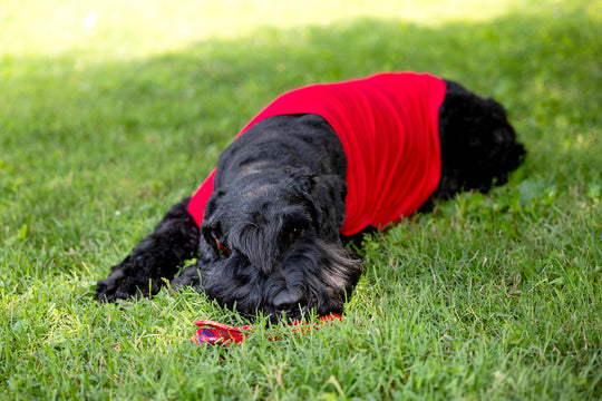 custom dog shirt red short sleeve comfortable material