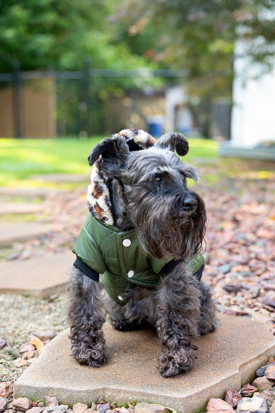 Dog coat, front view, olive green