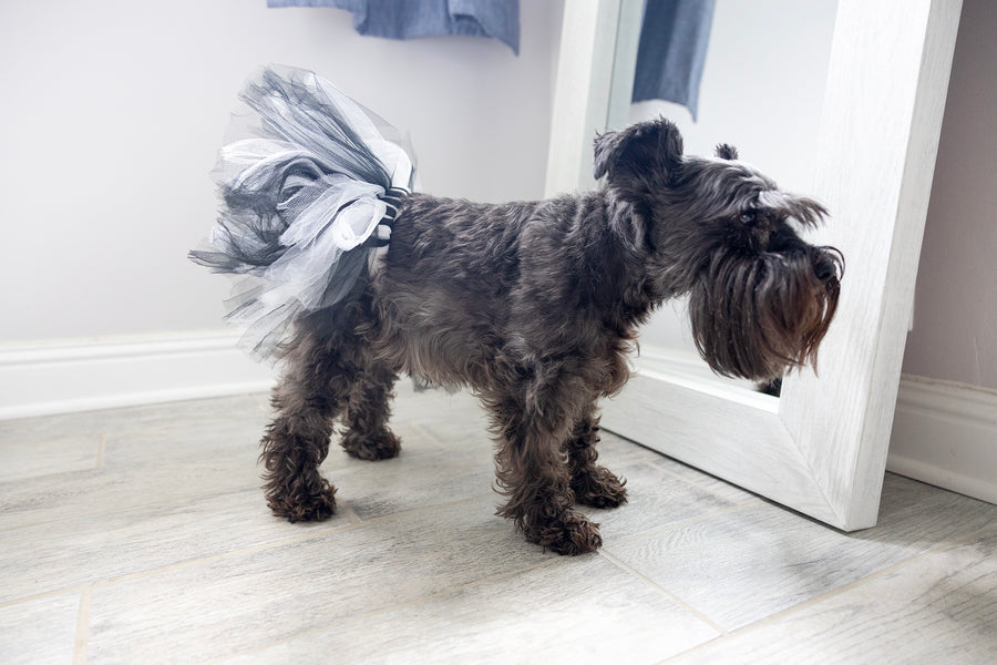 Dog Halloween clothes in black white, showing side view and fit