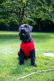 Colorful Dog T Shirt with Humor