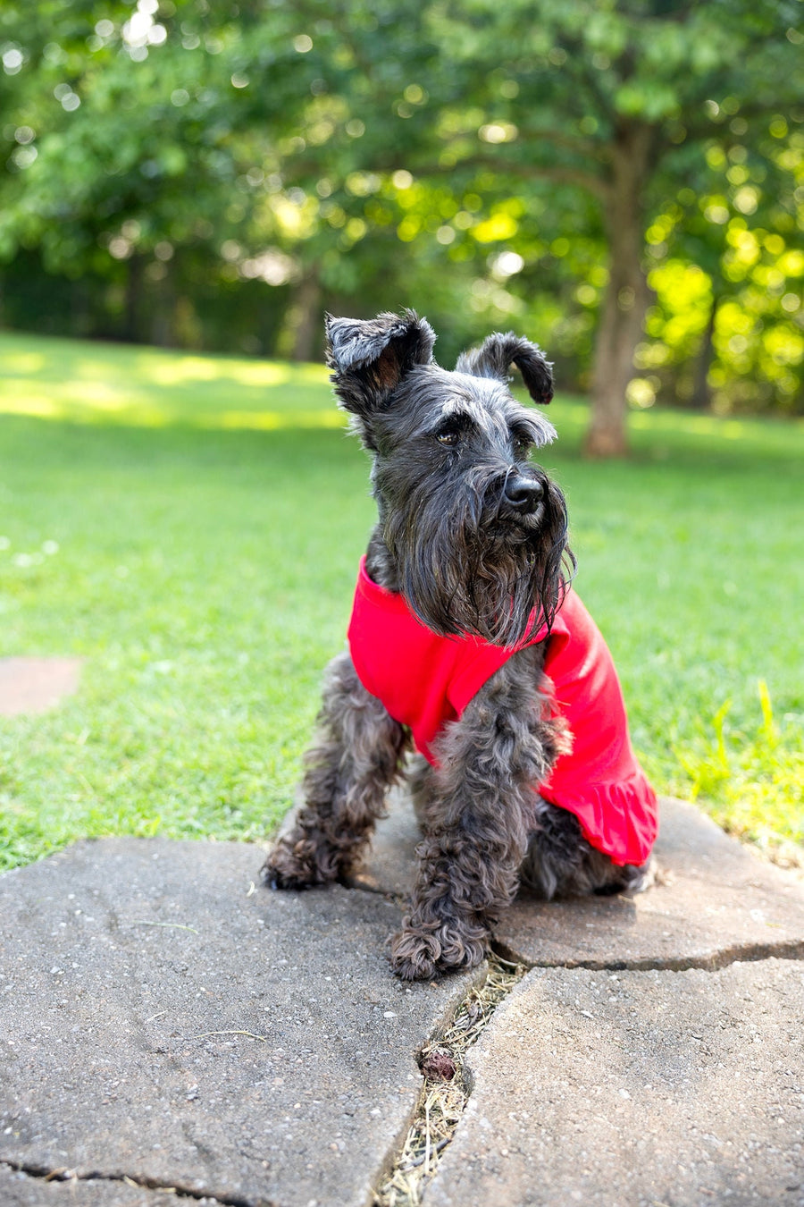 Red Dog Dress for Birthday Party for Medium Dog to Help with Shedding