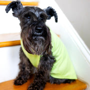 Unisex Pet Birthday Shirt in Green for XS Dogs to Giant Breed