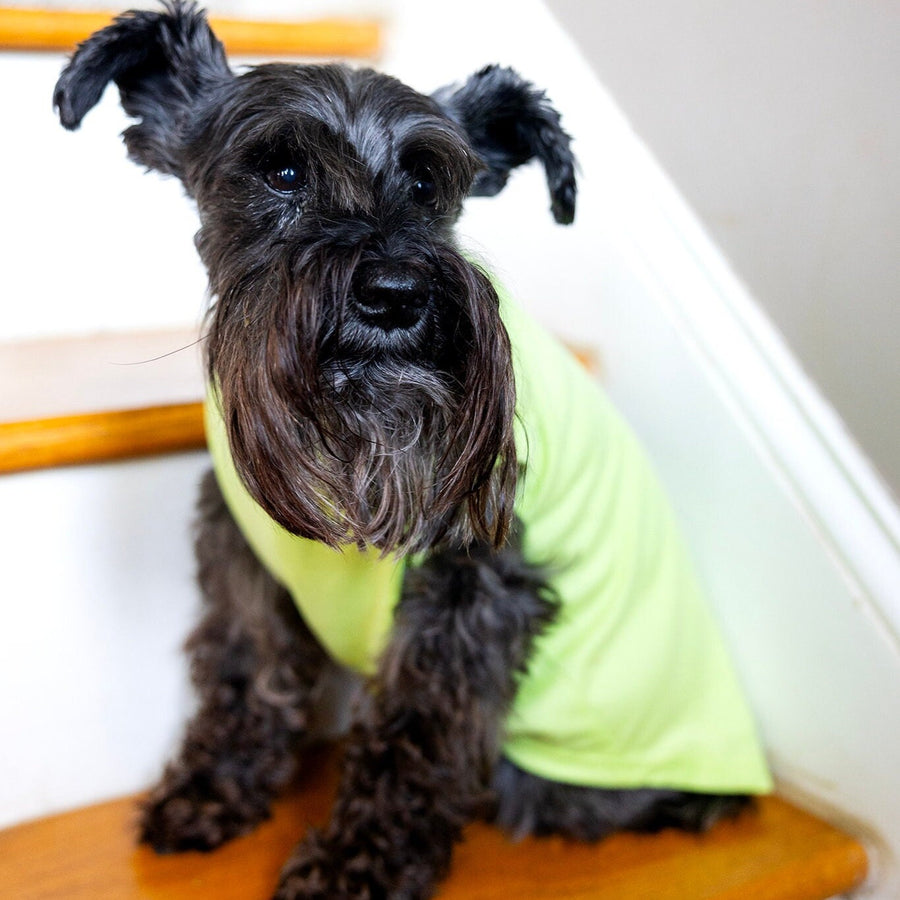 Cute Halloween Shirt for Dog