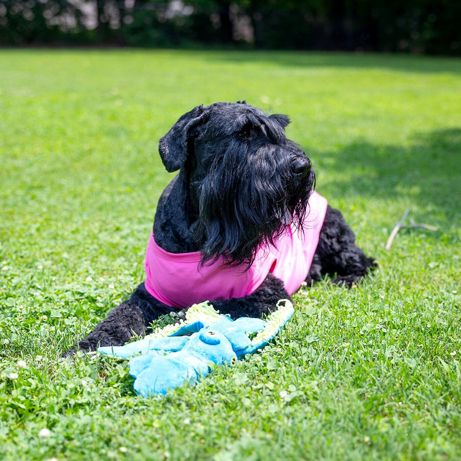 Dog Tee for Reveal Sibling Party Pet Shirt in Pink