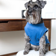 Custom Dog Shirt for Birthday in Blue Birthday Shirt for Pet Celebration for Dog Party