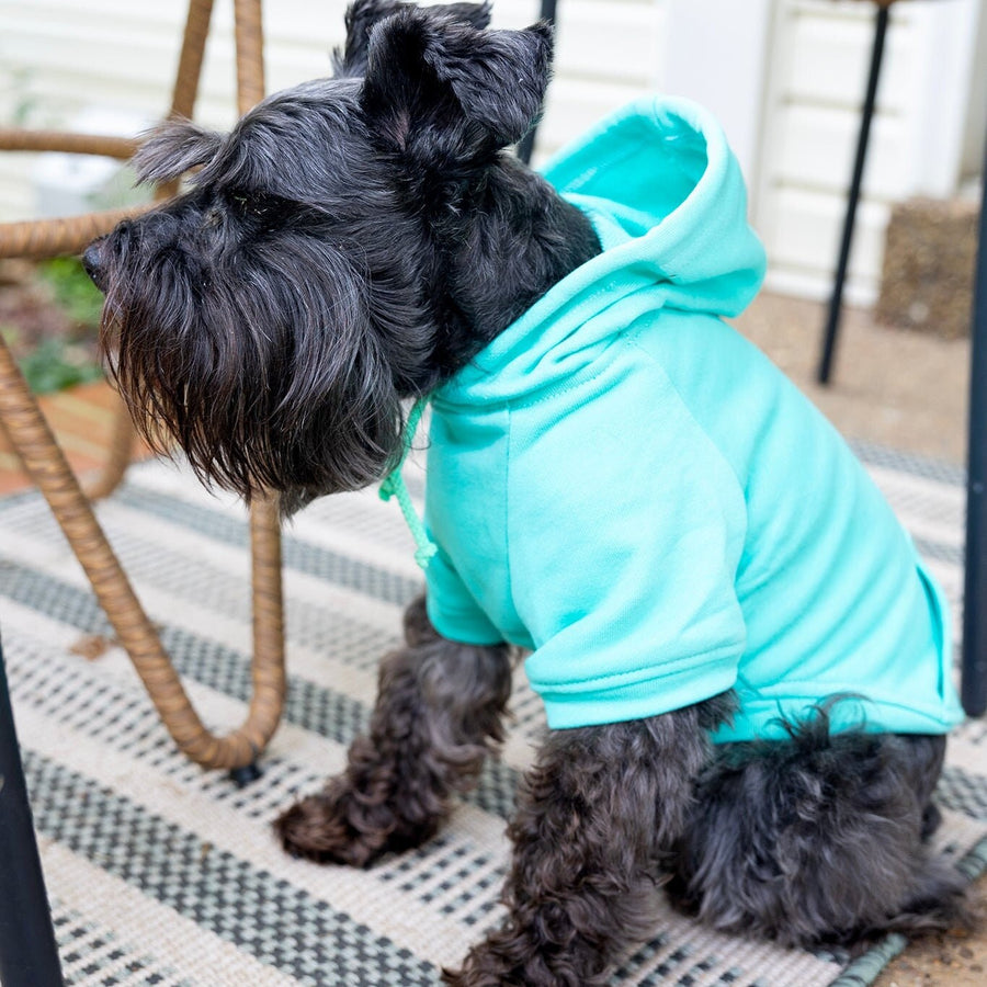 Easter Dog Shirt in Teal