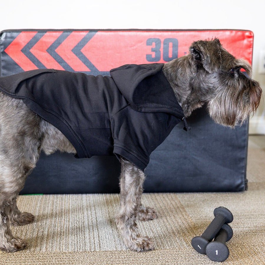 Personalized Dog Hoodie to Keep Clean at Dog Park