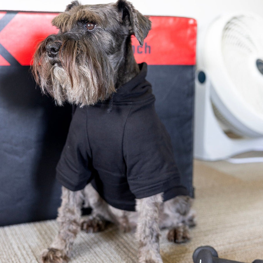 Personalized Dog Hoodie to Keep Clean at Dog Park