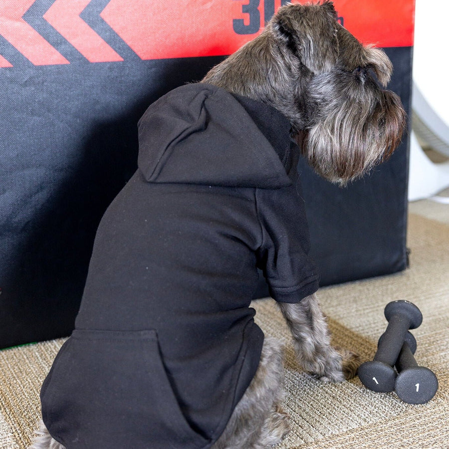 Halloween Dog Sweatshirt for Fall