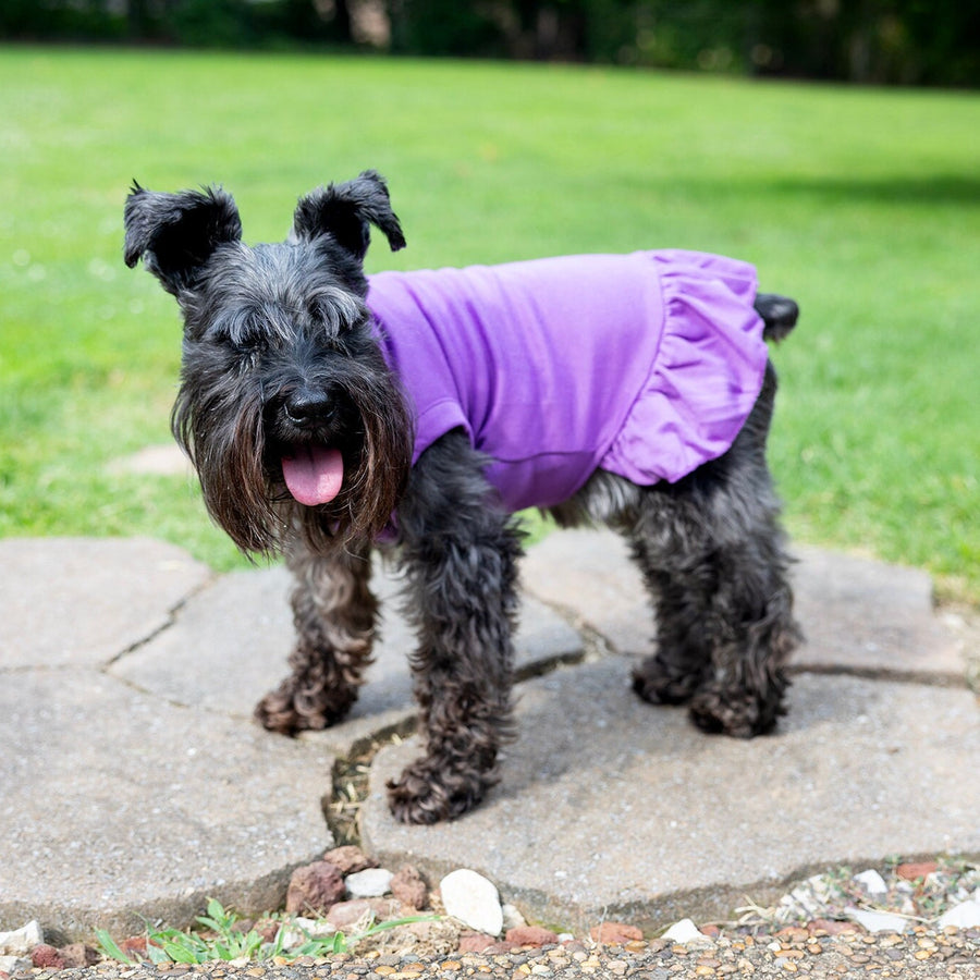 Birthday Dress for Dog in Purple with Pink and Gold Design