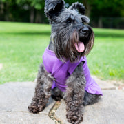 Birthday Dress for Dog in Purple with Pink and Gold Design