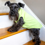 Unisex Pet Birthday Shirt in Green for XS Dogs to Giant Breed