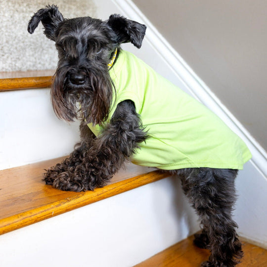 Cute Halloween Shirt for Dog