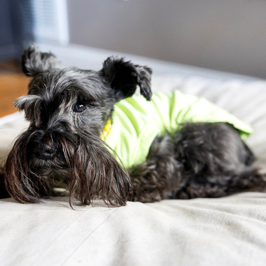 Unisex Pet Birthday Shirt in Green for XS Dogs to Giant Breed