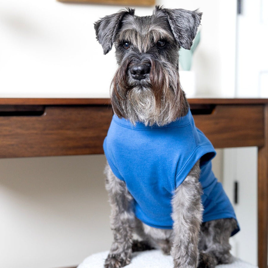 Custom Dog Shirt for Birthday in Blue Birthday Shirt for Pet Celebration for Dog Party