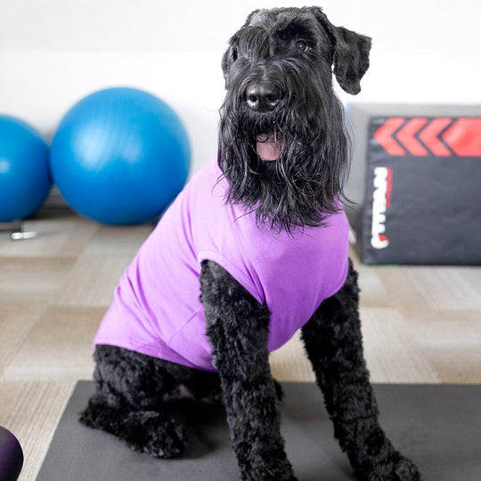 Funny Dog Shirt for Halloween to Help Separation Anxiety