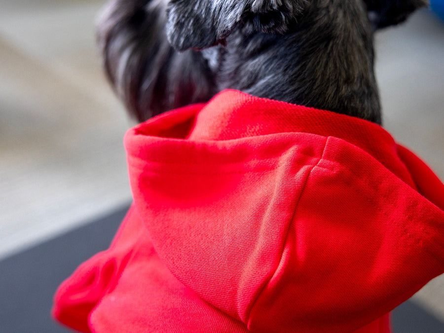 Dog Birthday Hoodie for Boy Dog in Red with Blue and White Design