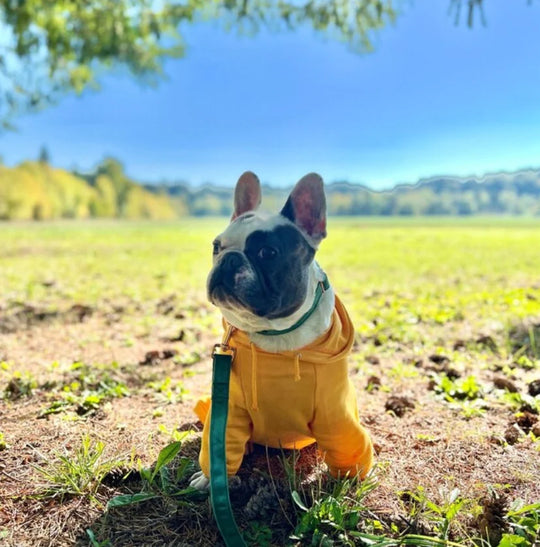 Pumpkin Dog Sweatshirt with Hood for Halloween