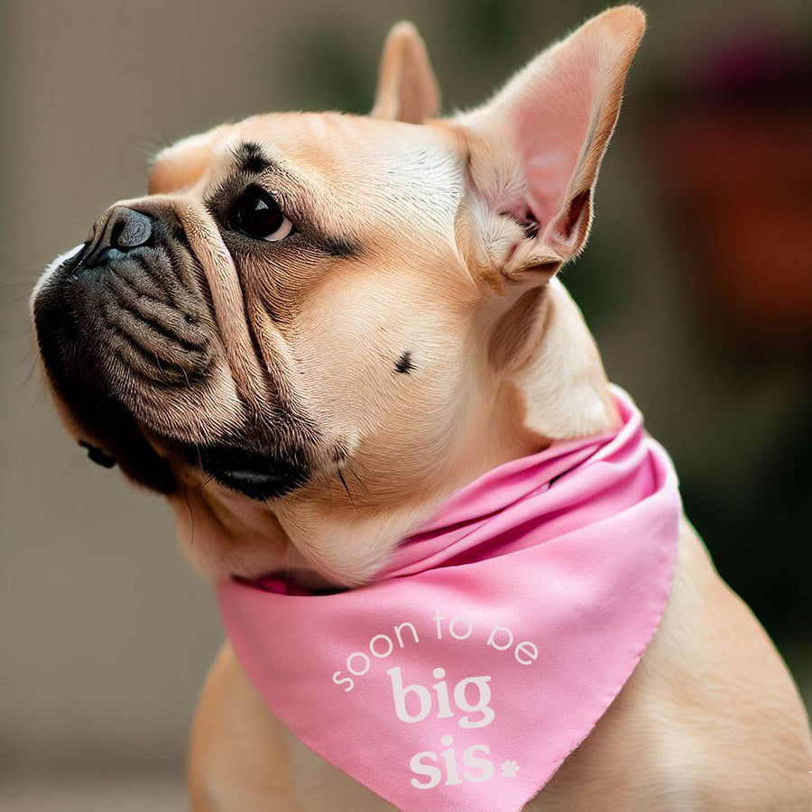 Baby Reveal Dog Bandana for Gender Reveal in Pink