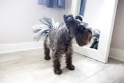 party tutu for dog in black white, showing front side