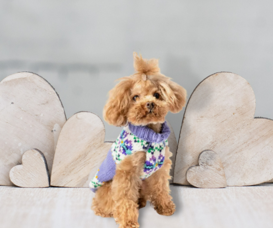 purple sweater on small dog, sitting position