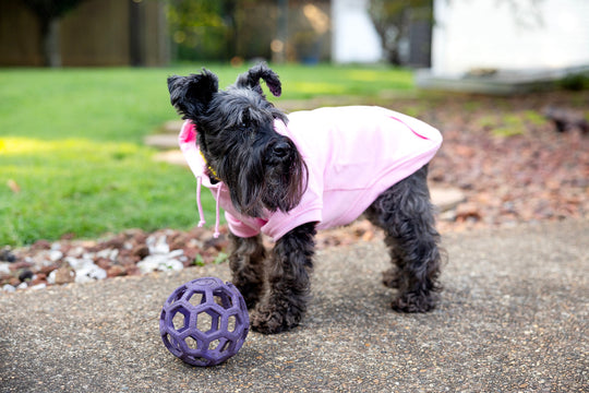 side view of dog playing in pet shirt