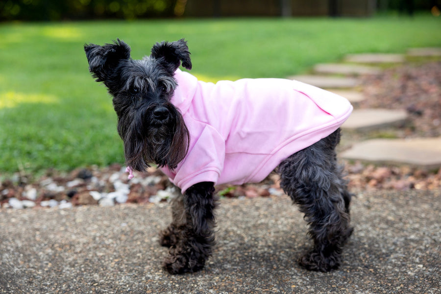 standing side view of pet shirt for boy dog, for girl dog.