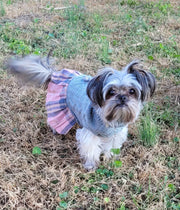 Maltese in cute dog dress, showing front side view.