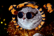 Cat Tiger costume with hood, cute cat glasses for accessory.