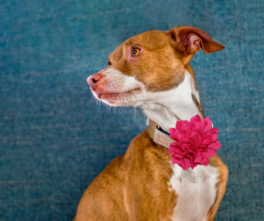 Dog Bow Flower for Collar | Large Lotus Flower Clip-On Accessory