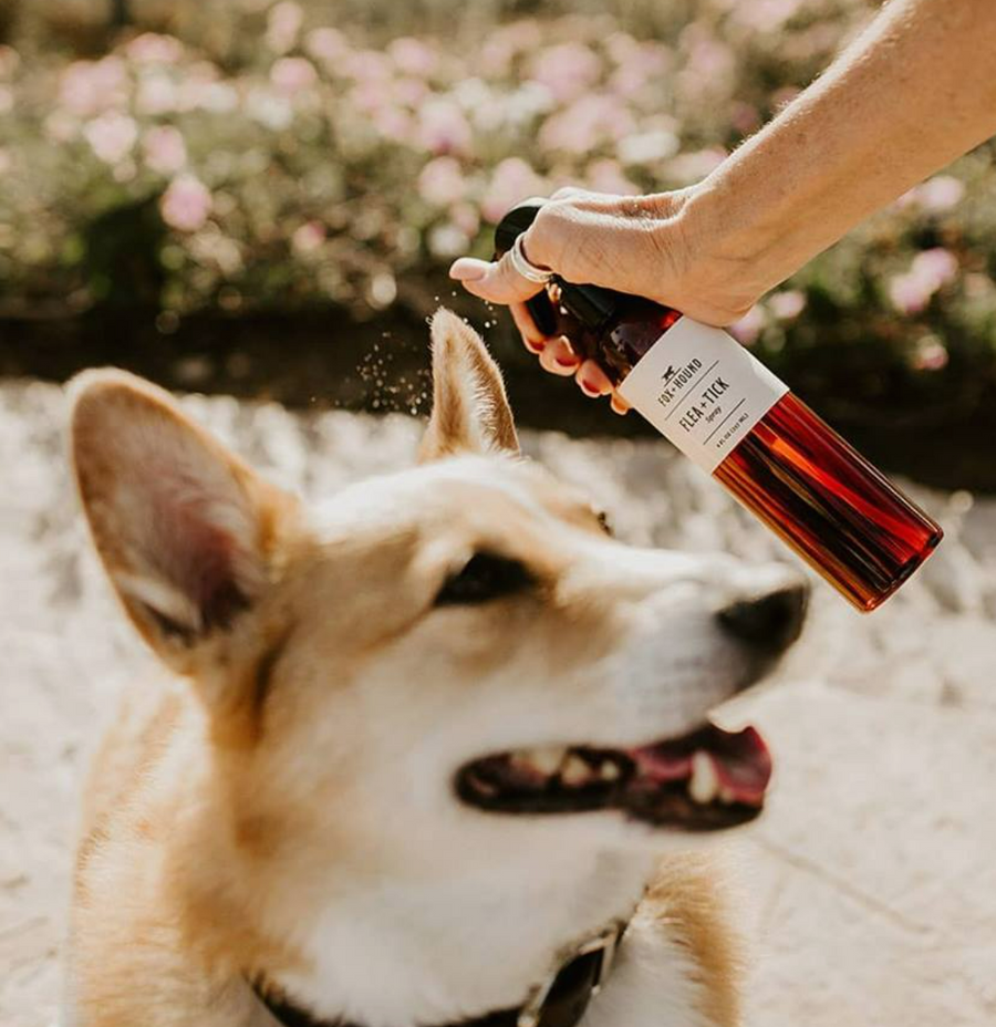 Flea and Tick Spray for Dogs | Natural Protection for Your Pet