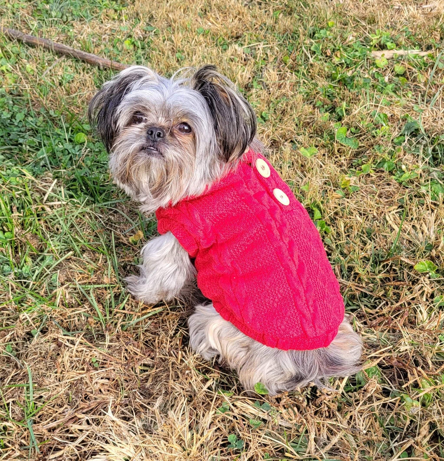red sweater for dogs, sitting outside, for fall weather, with cute buttons.