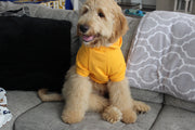 front view of orange dog sweatshirt, doodle sitting