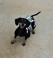 Puppy Halloween costume for small dogs, showing front of dog costume