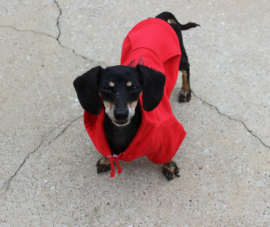 Front view of red custom dog hoodie on Dachshund.