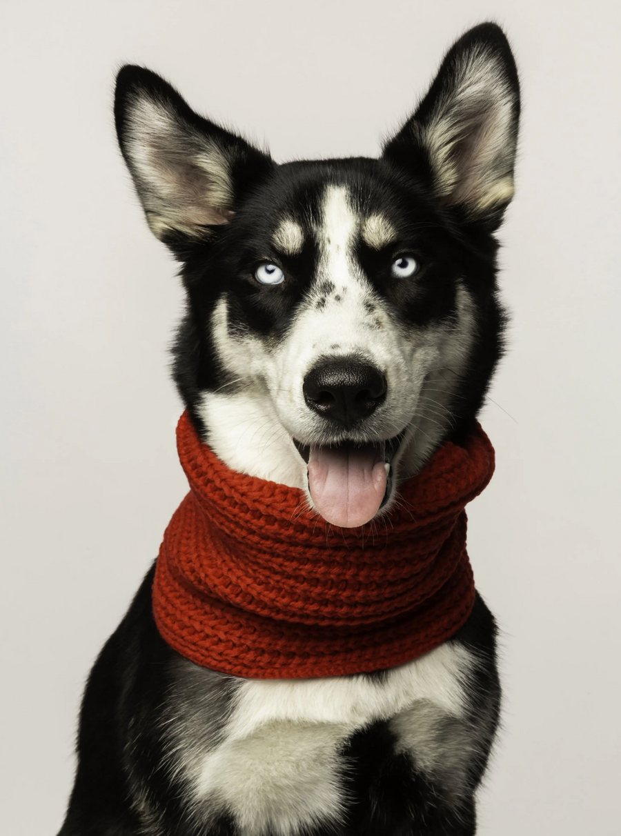 Knitted Infinity Dog Scarf