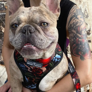 designer dog harness with tattoo print in black