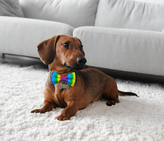 Adjustable Bowtie for Pet with Rainbow Colors - For Cats or Dogs